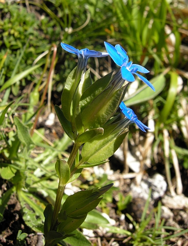 Gentiana utriculosa / Genziana alata